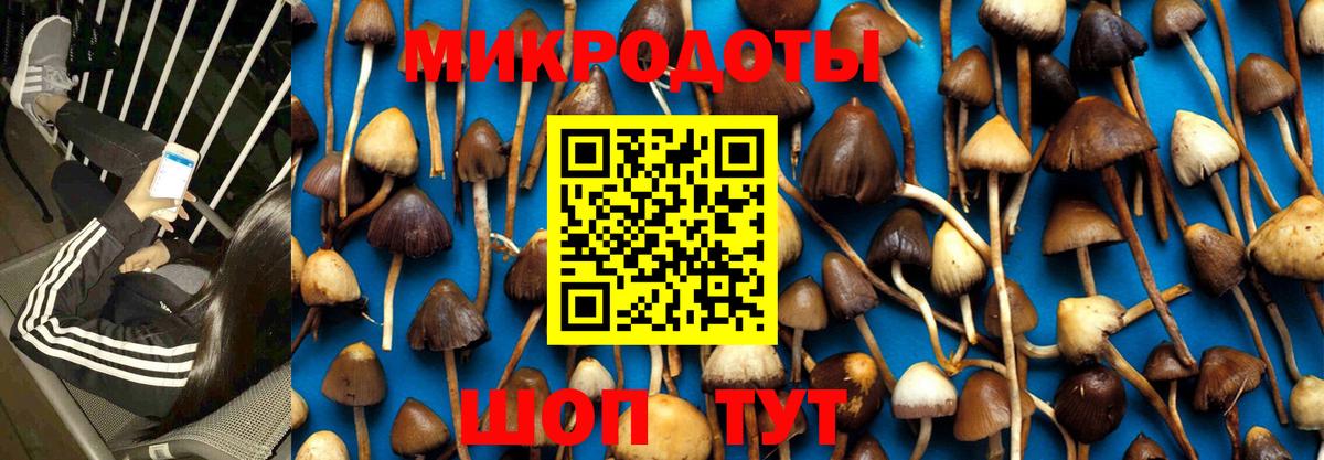 Псилоцибиновые грибы Cubensis Мурино